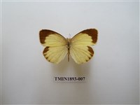 藏品(星黃蝶)的圖片